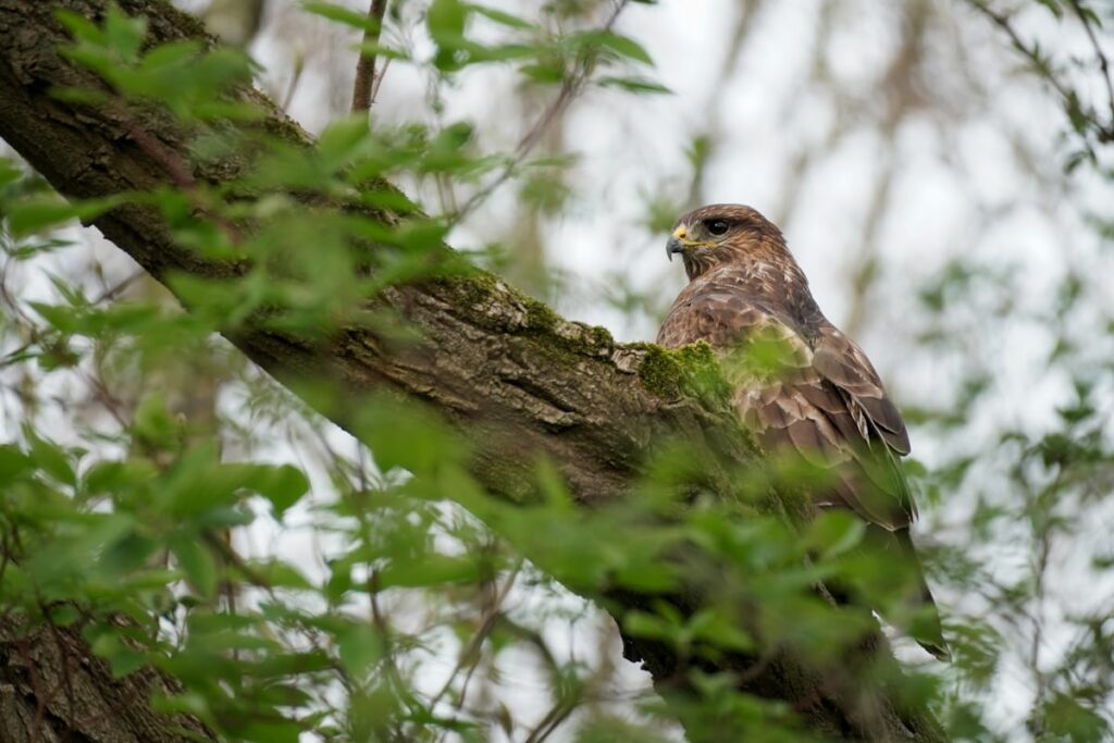 Buse variable planant au-dessus d'une lisière de forêt