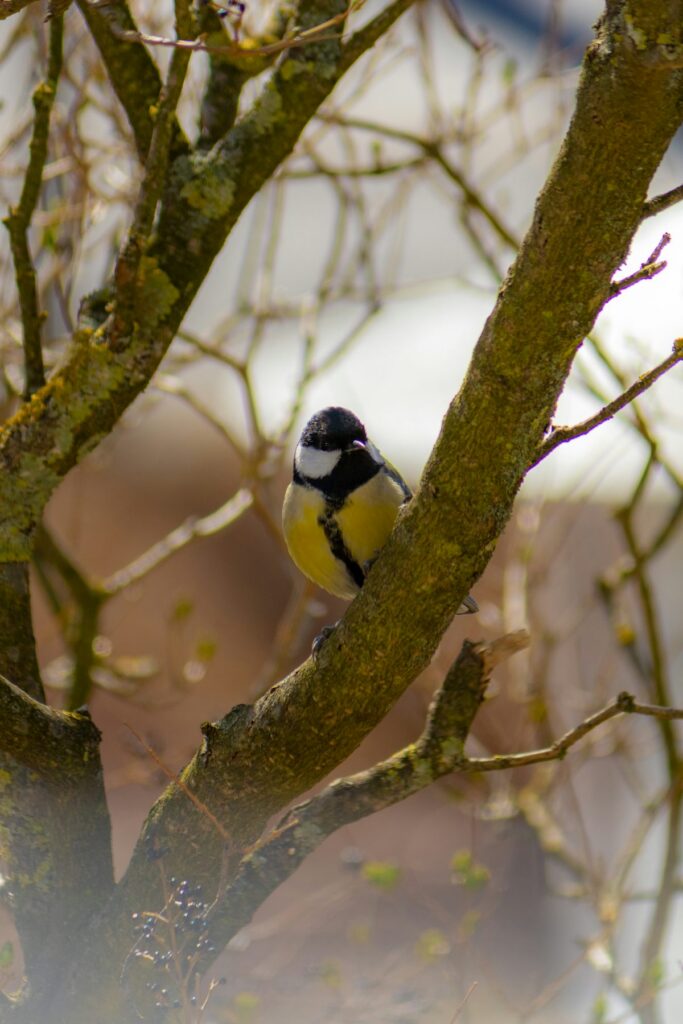Mésange charbonnière sur une branche en hiver