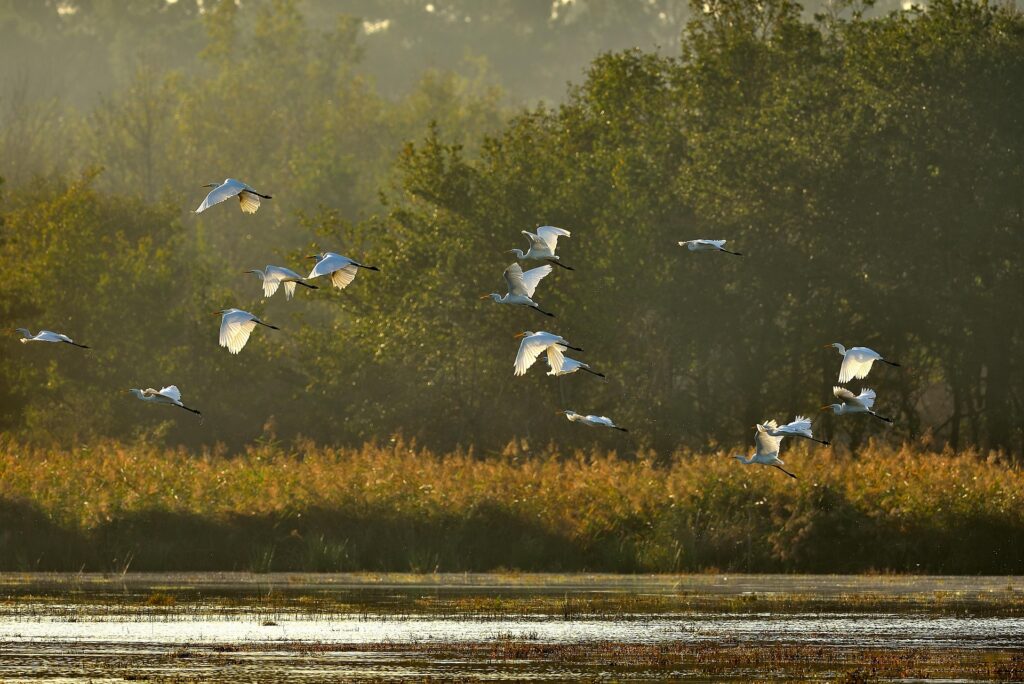 Groupe d'aigrettes blanches en vol au lever du soleil sur une zone humide naturelle