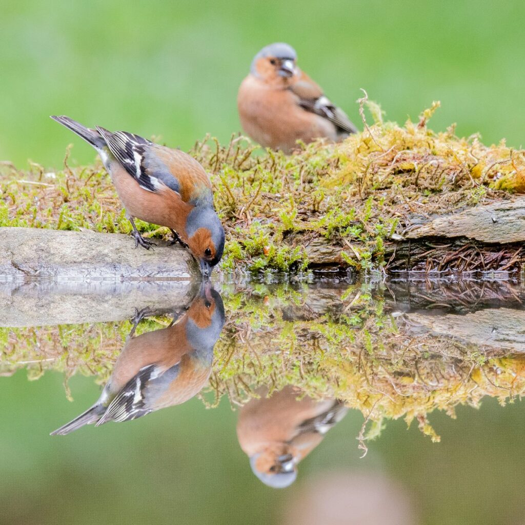 Deux pinsons des arbres mâles au bord de l'eau en forêt au printemps