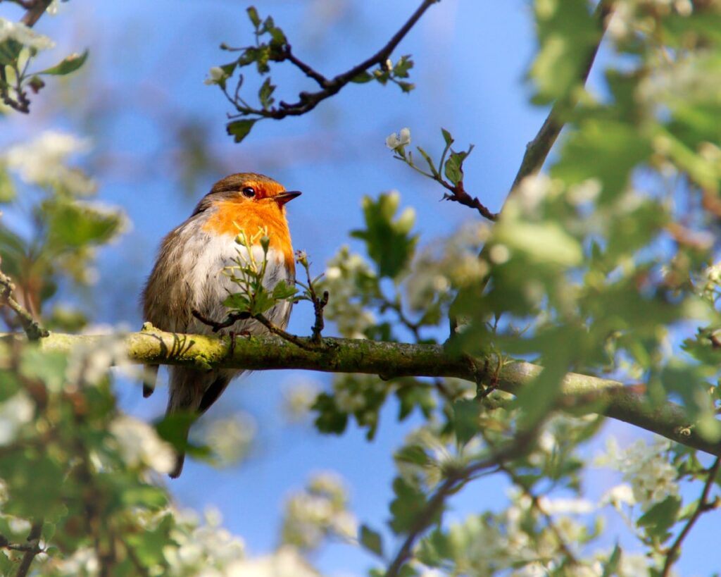 Rouge-gorge posé sur une branche en forêt française