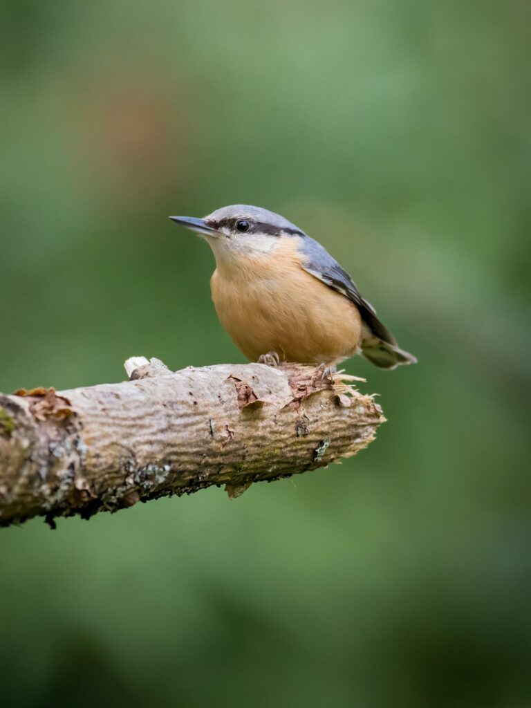 Sitelle torchepot descendant la tête en bas sur un arbre